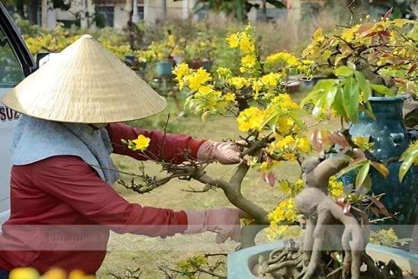 Cách chăm sóc cây hoa mai sau Tết