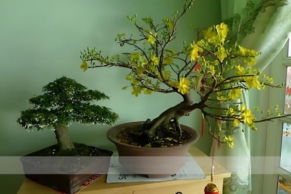 Chăm sóc mai vàng trong chậu