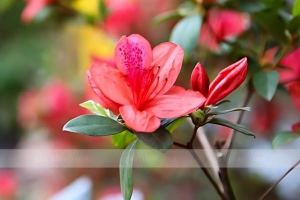 Công dụng của hoa đỗ quyên