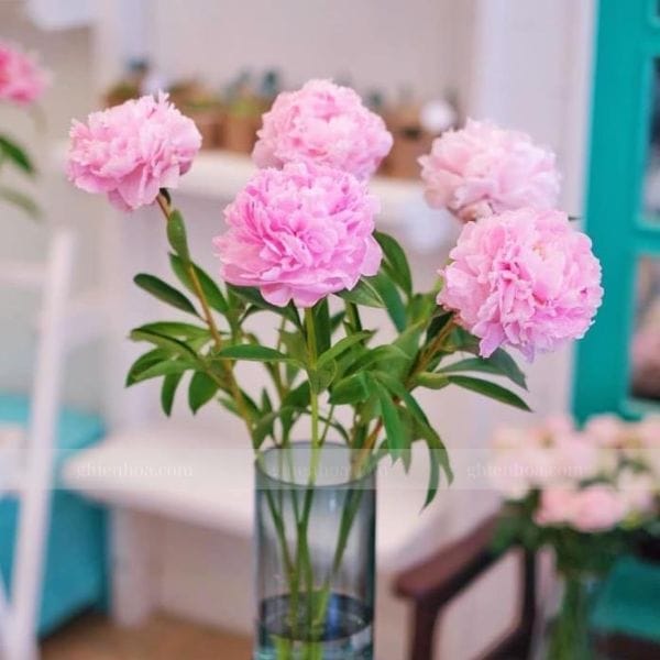 Hoa mẫu đơn