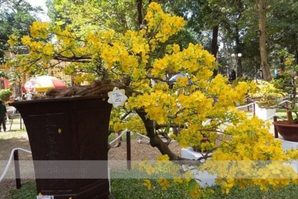 Mẹo để nuôi dưỡng dáng mai đẹp